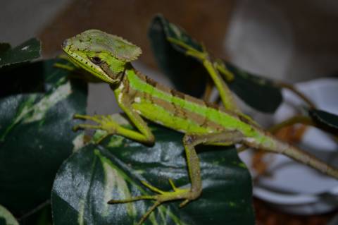 Serrated Casquehead Iguanas (aka Conehead Lizards)