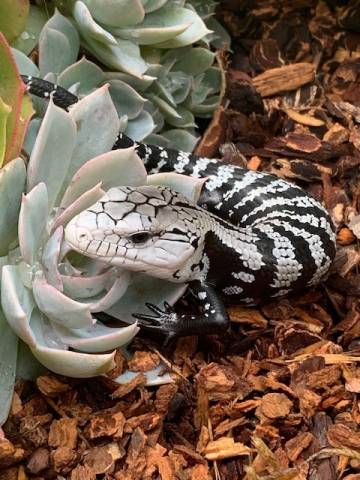 Baby Axanthic Halmahera Blue Tongue Skinks