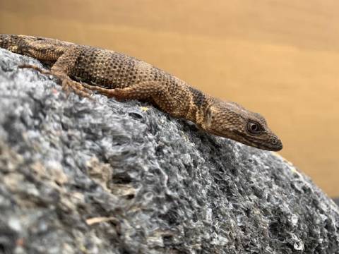 Mexican Flathead Knob Scaled Lizards