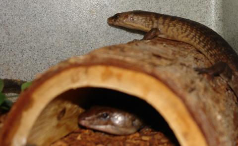 Solomon Island Ground Skinks
