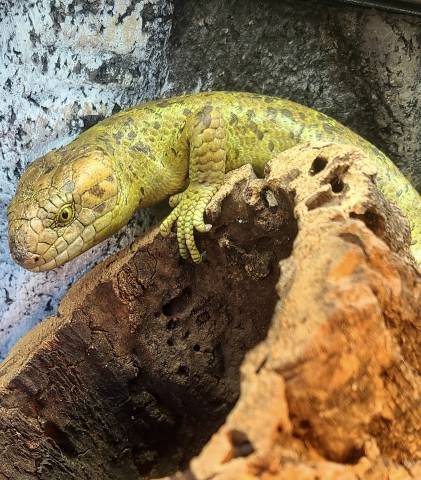 Baby Prehensile Tailed Skinks