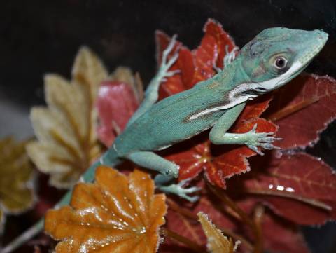 Medium Smallwood's Giant Anoles