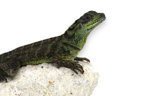 Amboina Sailfin Lizards