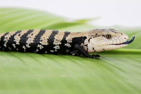 Baby Halmahera Blue Tongue Skinks