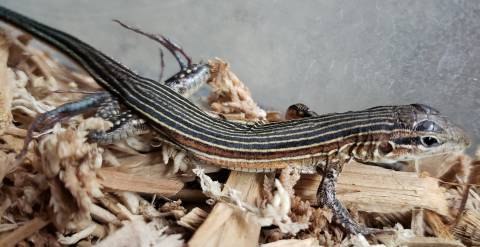 Rainbow Racerunner Lizards