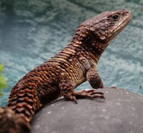 Forest Armadillo Lizards w/minor nip tails