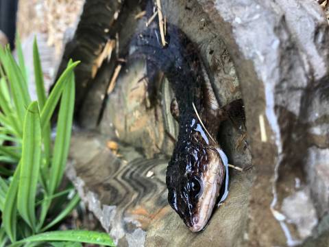 Sulawesi Swamp Skinks