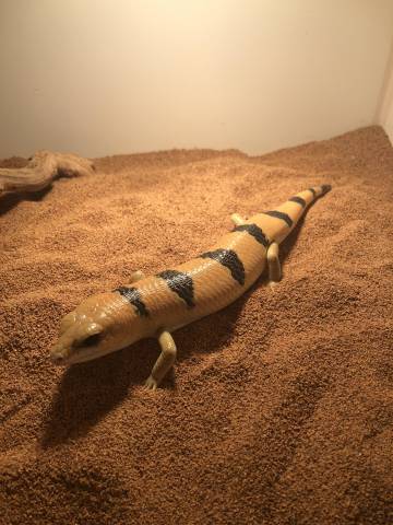 Peters Banded Skinks