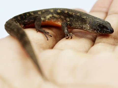 Greer's Earless Skinks