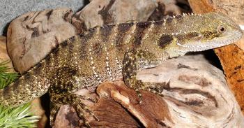 Adult Female Australian Water Dragons