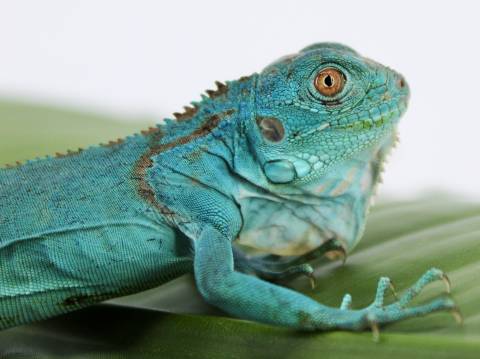 Baby Blue Iguanas