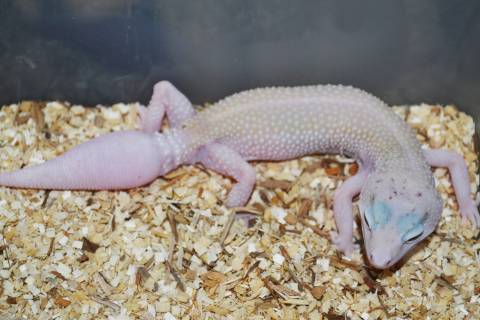 Sub Adult Eclipse Enigma Leopard Geckos w/regrown tails