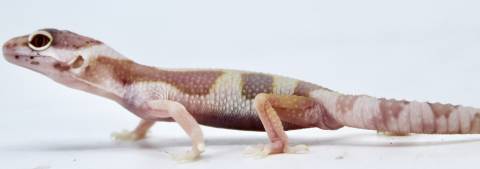 Baby Chocolate Albino Leopard Geckos