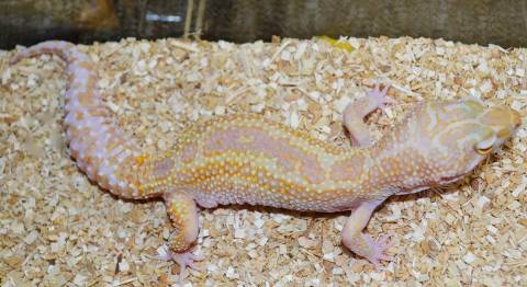 Adult Reverse Stripe Tremper Albino Leopard Geckos Het Eclipse