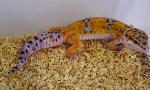 Medium Emerine Leopard Geckos
