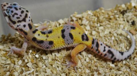 Small Emerine Bandit Leopard Geckos