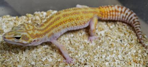 Sub Adult Striped APTOR Leopard Geckos