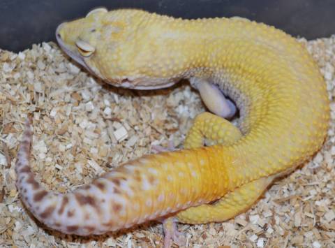 Adult Bell Sunglow Leopard Geckos (snake eyes)
