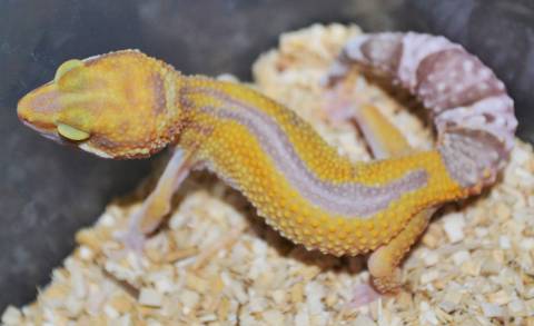 Small Tremper Albino Striped Leopard Geckos