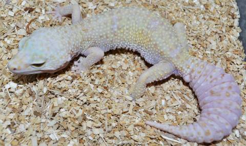 Adult Enigma Rainwater Albino Snow Leopard Geckos