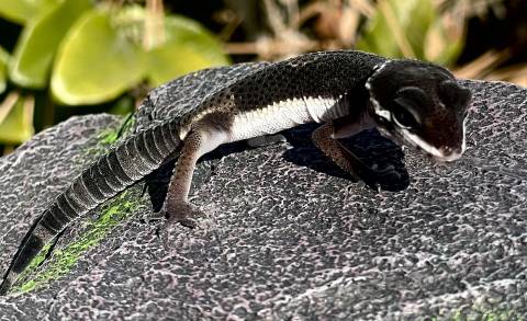 Baby Black Knight Leopard Gecko