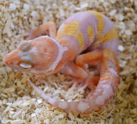 Small Tremper Albino Leopard Geckos