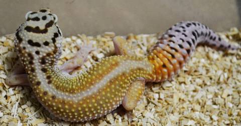 Sub Adult Red Striped Leopard Geckos