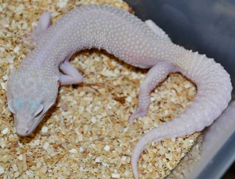 Adult Mack Snow RAPTOR Leopard Geckos
