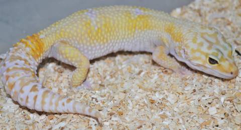 Adult Tremper Marble Eye Albino Leopard Geckos 