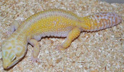 Adult Rainwater Albino Leopard Geckos w/regrown tails