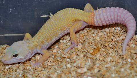 Baby Rainwater Patternless Albino Leopard Geckos