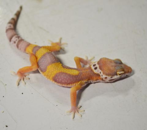 Small Bell Albino Leopard Geckos