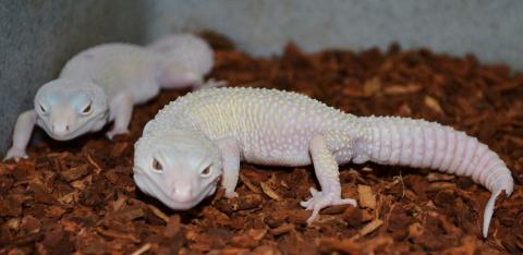 Adult Male Blazing Blizzard Leopard Geckos