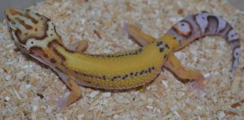 Medium Striped Bell Albino Leopard Geckos