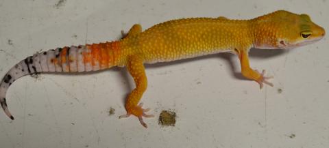 Small Super Hypo Tangerine Leopard Geckos