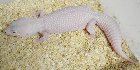 Adult Female Diablo Blanco Leopard Geckos (solid red eyes)