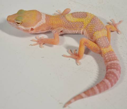 Medium Jungle Tremper Albino Leopard Geckos
