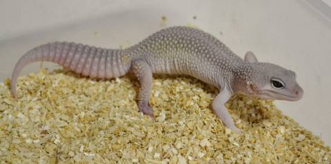 Medium Blizzard Leopard Geckos