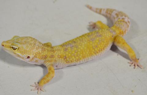 Adult Female Tremper Tangerine Jungle Albino Leopard Geckos