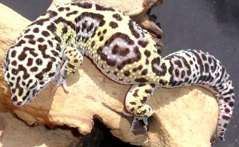Adult Male Jungle High Yellow Leopard Geckos