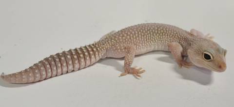 Adult Male Snow Blizzard Leopard Geckos