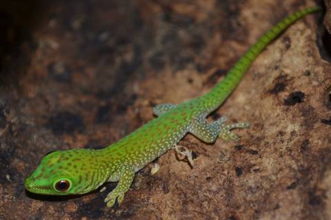 Baby Kochs Giant Day Geckos