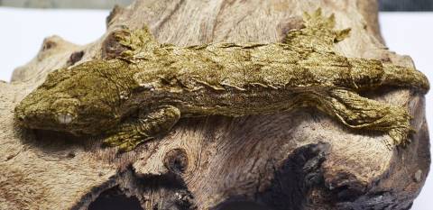 Baby Nuu Ami Leachianus Geckos