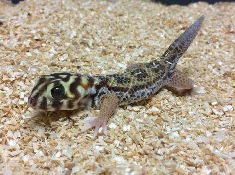 Russian Frog Eyed Geckos w/nips