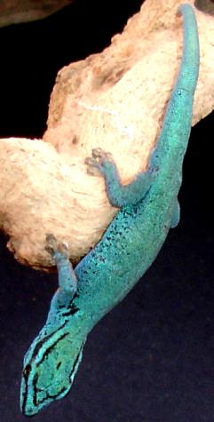 Electric Blue Geckos