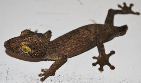 Mossy Leaf Tailed Geckos w/stub tails