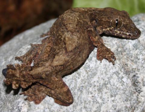 Flying Geckos w/stub tails