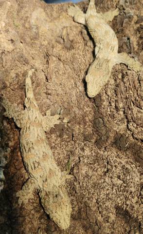 Baby Nuu Ana Leachianus Geckos