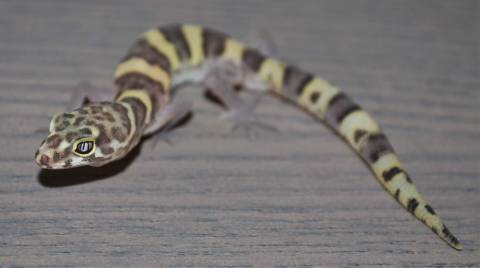 Texas Banded Geckos