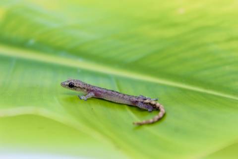 Indopacific Tree Geckos